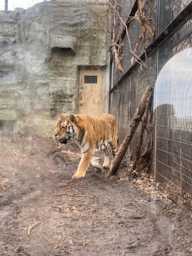 旭川市旭山動物園に投稿された画像（2021/5/5）