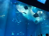 アクアワールド茨城県大洗水族館に投稿された画像（2021/5/5）