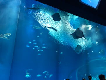 アクアワールド茨城県大洗水族館に投稿された画像（2021/5/5）