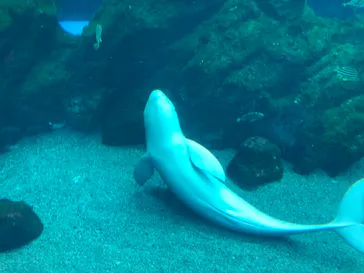 仙台うみの杜水族館に投稿された画像（2021/5/5）