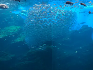 仙台うみの杜水族館に投稿された画像（2021/5/5）