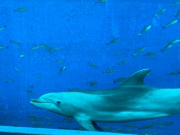 横浜・八景島シーパラダイスに投稿された画像（2021/5/5）