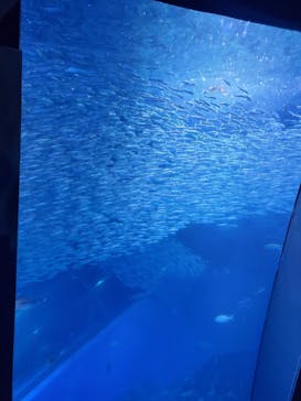 横浜・八景島シーパラダイスに投稿された画像（2021/5/5）