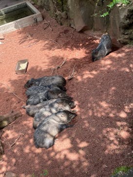 伊豆シャボテン動物公園に投稿された画像（2021/5/5）