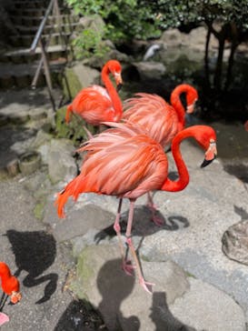 伊豆シャボテン動物公園に投稿された画像（2021/5/5）