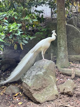 伊豆シャボテン動物公園に投稿された画像（2021/5/5）