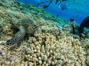 西表島 ADVENTURE PiPi（アドベンチャーピピ）に投稿された画像（2021/5/5）