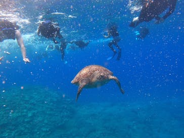 西表島 ADVENTURE PiPi（アドベンチャーピピ）に投稿された画像（2021/5/5）