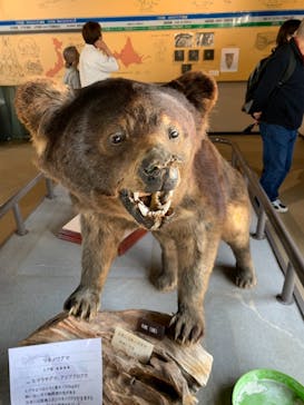 のぼりべつクマ牧場に投稿された画像（2021/5/5）