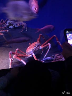 新江ノ島水族館に投稿された画像（2021/5/5）