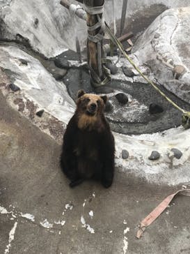 のぼりべつクマ牧場に投稿された画像（2021/5/5）