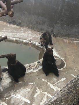 のぼりべつクマ牧場に投稿された画像（2021/5/5）