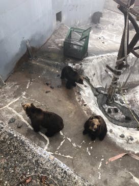 のぼりべつクマ牧場に投稿された画像（2021/5/5）