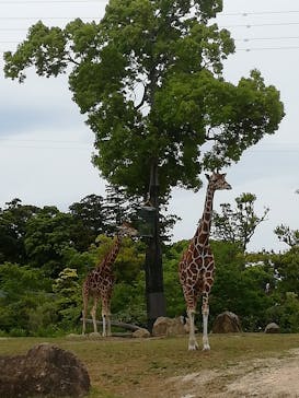 よこはま動物園ズーラシアに投稿された画像（2021/5/5）