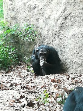 よこはま動物園ズーラシアに投稿された画像（2021/5/5）