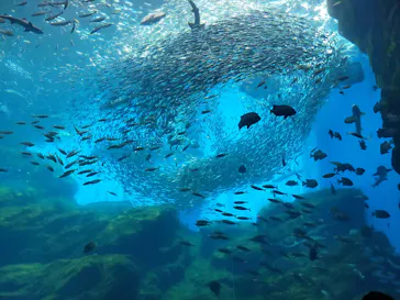 仙台うみの杜水族館に投稿された画像（2021/5/5）