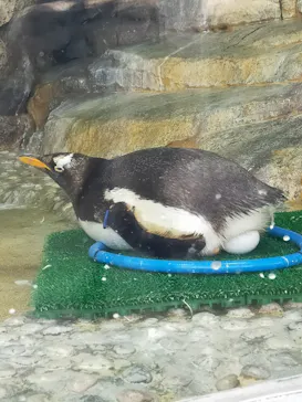 仙台うみの杜水族館に投稿された画像（2021/5/5）