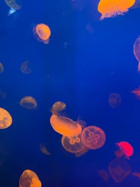 大分マリーンパレス水族館 「うみたまご」に投稿された画像（2021/5/5）