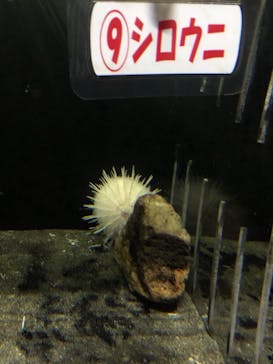 アクアワールド茨城県大洗水族館に投稿された画像（2021/5/5）