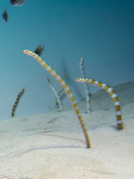 アクアワールド茨城県大洗水族館に投稿された画像（2021/5/5）