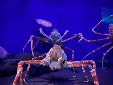 新江ノ島水族館に投稿された画像（2021/5/6）