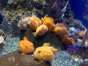 新江ノ島水族館に投稿された画像（2021/5/6）