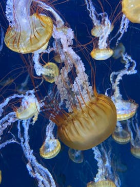 新江ノ島水族館に投稿された画像（2021/5/6）