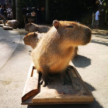 長崎バイオパークに投稿された画像（2021/5/6）