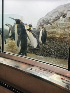 旭川市旭山動物園に投稿された画像（2021/5/6）