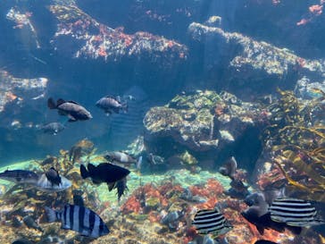 アクアワールド茨城県大洗水族館に投稿された画像（2021/5/6）