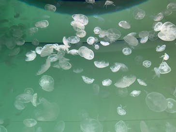 アクアワールド茨城県大洗水族館に投稿された画像（2021/5/6）