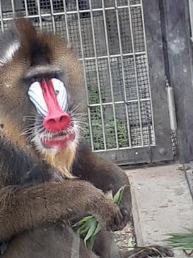 東武動物公園に投稿された画像（2021/5/6）