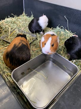 アロハガーデンたてやまに投稿された画像（2021/5/6）