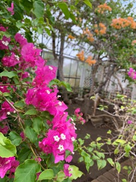 アロハガーデンたてやまに投稿された画像（2021/5/6）