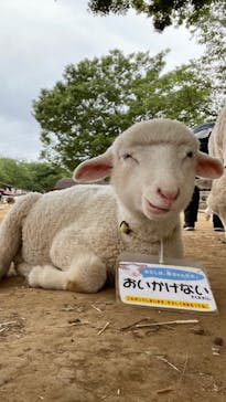 成田ゆめ牧場に投稿された画像（2021/5/6）