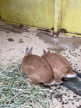 成田ゆめ牧場に投稿された画像（2021/5/6）