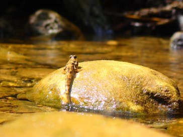 西表島 ADVENTURE PiPi（アドベンチャーピピ）に投稿された画像（2021/5/6）