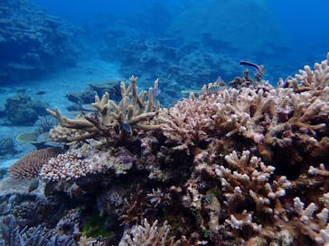 西表島 ADVENTURE PiPi（アドベンチャーピピ）に投稿された画像（2021/5/6）