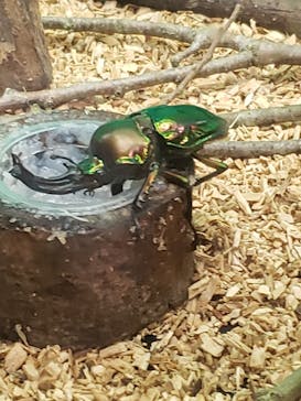 長崎バイオパークに投稿された画像（2021/5/6）