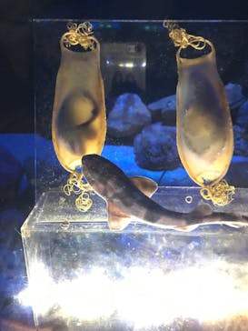 横浜・八景島シーパラダイスに投稿された画像（2021/5/6）