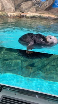 マリンワールド海の中道に投稿された画像（2021/5/6）