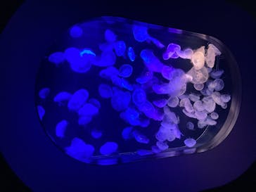 マリンワールド海の中道に投稿された画像（2021/5/6）