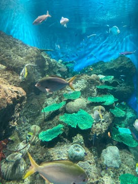 アクアワールド茨城県大洗水族館に投稿された画像（2021/5/6）