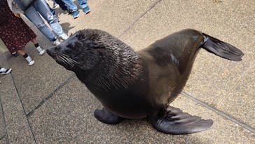 大分マリーンパレス水族館 「うみたまご」に投稿された画像（2021/5/7）