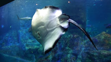 大分マリーンパレス水族館 「うみたまご」に投稿された画像（2021/5/7）