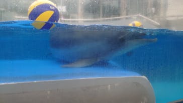 大分マリーンパレス水族館 「うみたまご」に投稿された画像（2021/5/7）