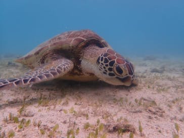 マリンヴィレッジ奄美に投稿された画像（2021/5/7）