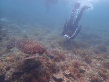 屋久島自然案内に投稿された画像（2021/5/7）