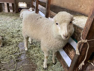 まかいの牧場に投稿された画像（2021/5/7）