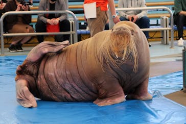 鳥羽水族館に投稿された画像（2021/5/7）